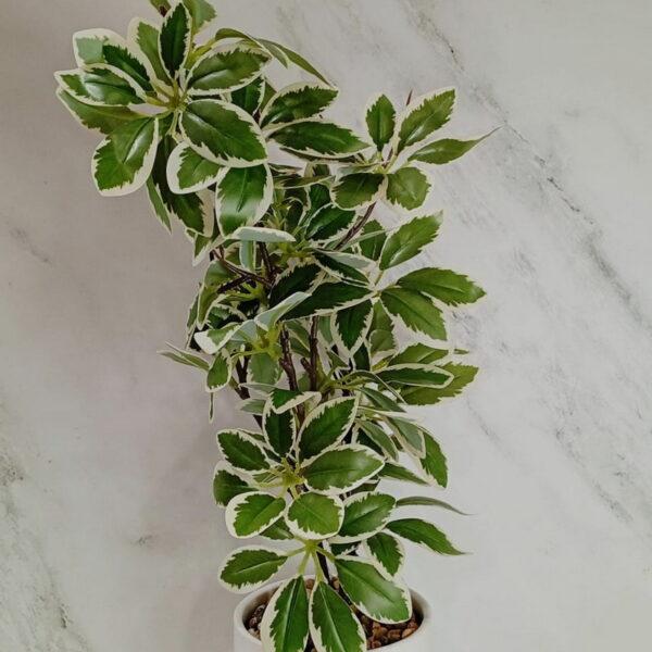 PLANTA CON MACETA