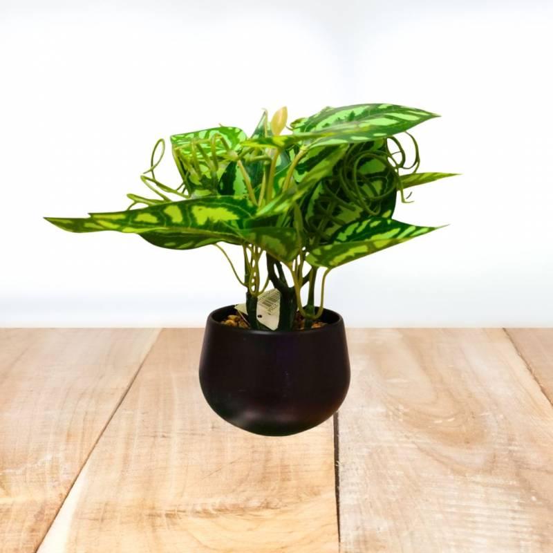 PLANTA 20X5