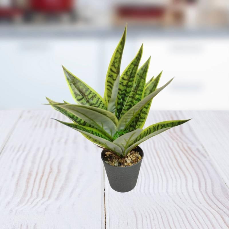 PLANTA 11X30