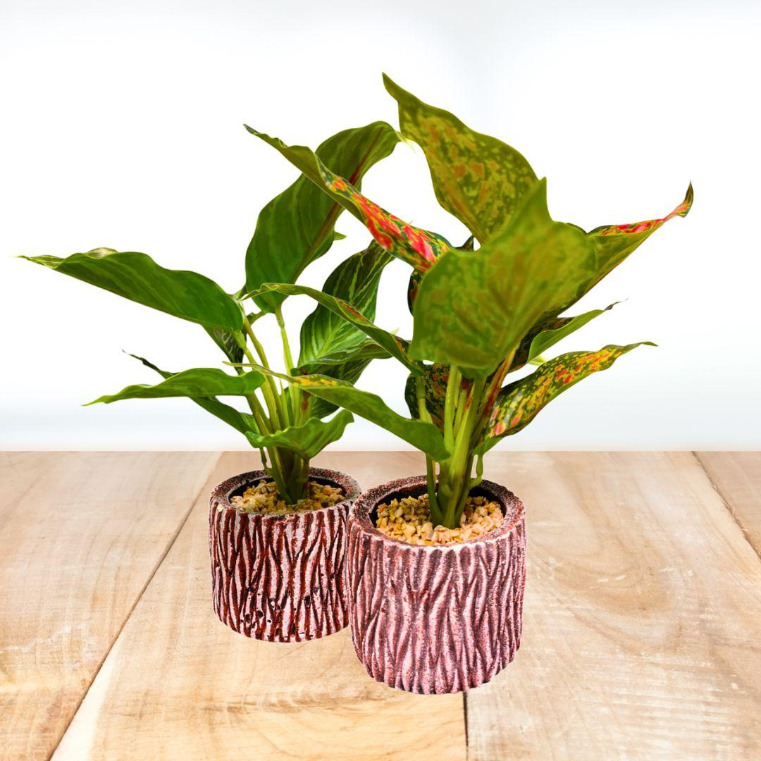 PLANTA 28X9CM