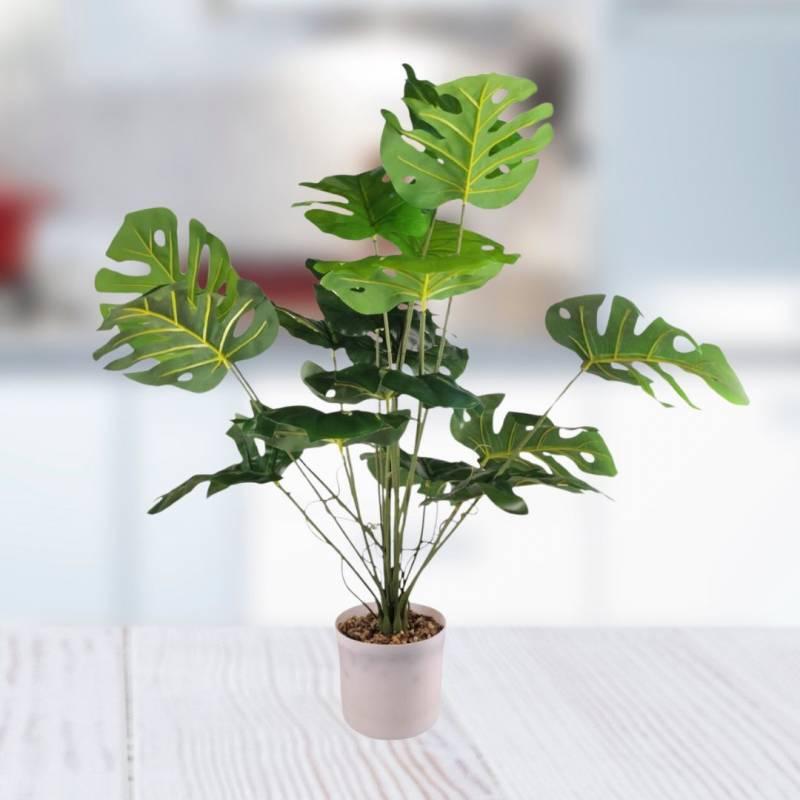 PLANTA 15X10 CM