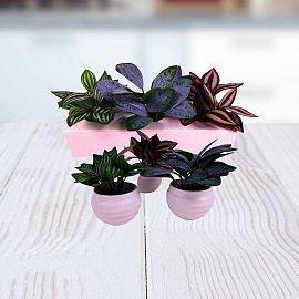 PLANTA X UNIDAD 6X10CM.