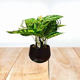 PLANTA 20X5