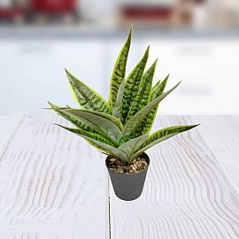 PLANTA 11X30