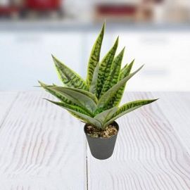 PLANTA 11X30CM